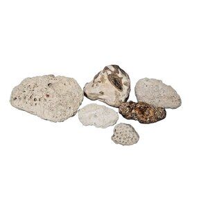 Natural Beach Rocks Fossils Surf Tumbled Stones Pebble Art Craft